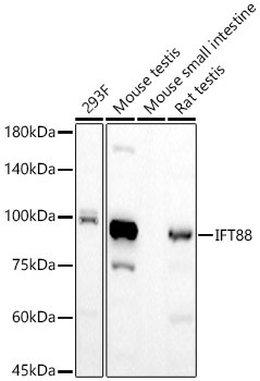 IFT88 Antibody in Western Blot (WB)