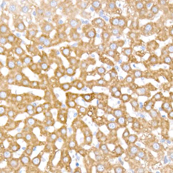 INSIG1 Antibody in Immunohistochemistry (Paraffin) (IHC (P))