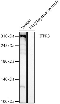 ITPR3 Antibody in Western Blot (WB)