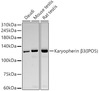 IPO5 Antibody in Western Blot (WB)