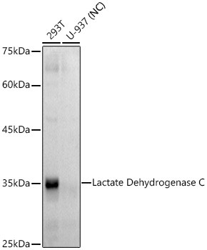 LDHC Antibody in Western Blot (WB)