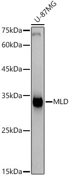 DEGS1 Antibody in Western Blot (WB)