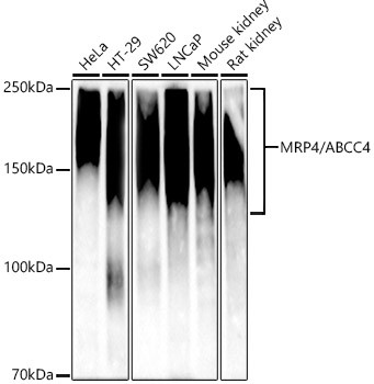 MRP4 Antibody in Western Blot (WB)