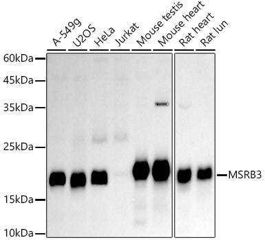 MSRB3 Antibody in Western Blot (WB)