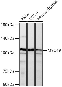 MYO19 Antibody in Western Blot (WB)