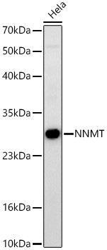 NNMT Antibody in Western Blot (WB)