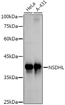 NSDHL Antibody in Western Blot (WB)