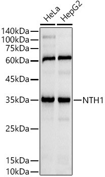 NTHL1 Antibody in Western Blot (WB)