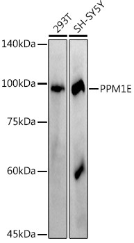 PPM1E Antibody in Western Blot (WB)