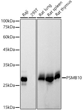 PSMB10 Antibody in Western Blot (WB)