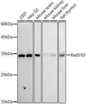 RAD51D Antibody in Western Blot (WB)