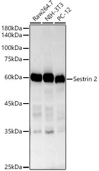 SESN2 Antibody in Western Blot (WB)