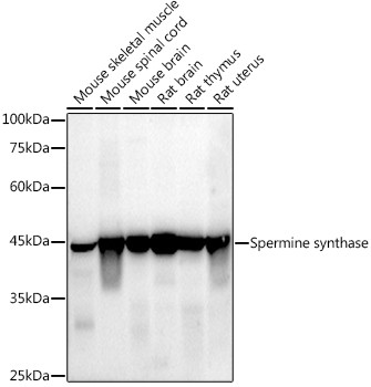 SMS Antibody in Western Blot (WB)