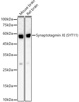 SYT11 Antibody in Western Blot (WB)