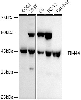 TIMM44 Antibody in Western Blot (WB)