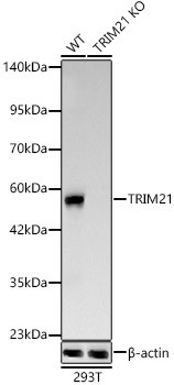 TRIM21 Antibody in Western Blot (WB)