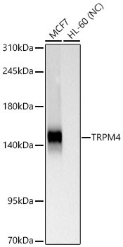 TRPM4 Antibody in Western Blot (WB)