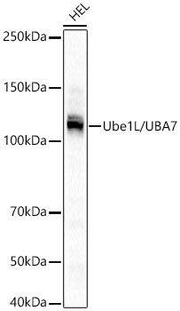 UBE1L Antibody in Western Blot (WB)