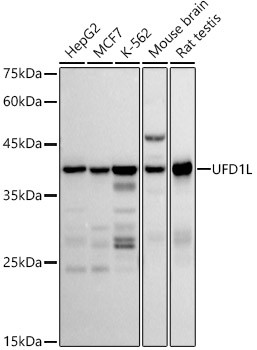 UFD1L Antibody in Western Blot (WB)