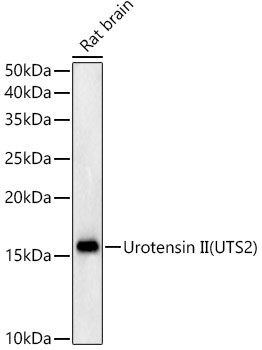 UTS2 Antibody in Western Blot (WB)