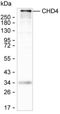 CHD4 Antibody in Western Blot (WB)