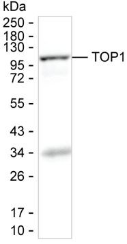 TOP1 Antibody in Western Blot (WB)