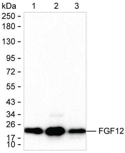 FGF12 Antibody in Western Blot (WB)