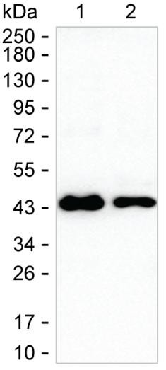 Nudel Antibody in Western Blot (WB)