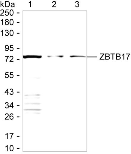 ZBTB17 Antibody in Western Blot (WB)