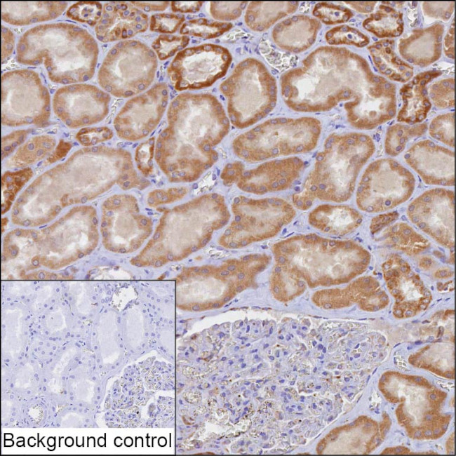 TOMM20 Antibody in Immunohistochemistry (Paraffin) (IHC (P))