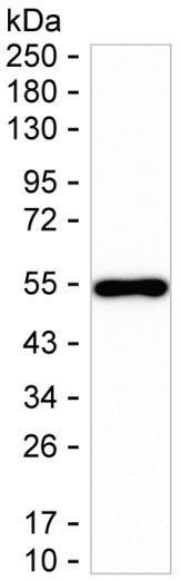 NPTX1 Antibody in Western Blot (WB)