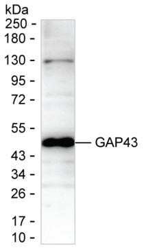 GAP43 Antibody in Western Blot (WB)