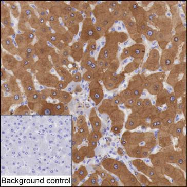 Golgi protein 58k Antibody in Immunohistochemistry (Paraffin) (IHC (P))