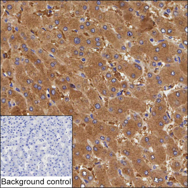 UPB1 Antibody in Immunohistochemistry (Paraffin) (IHC (P))