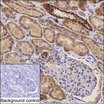 DLAT Antibody in Immunohistochemistry (Paraffin) (IHC (P))