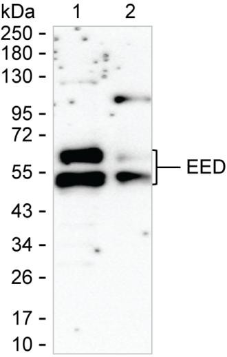 EED Antibody in Western Blot (WB)