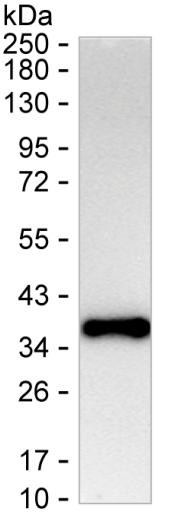 FGFBP1 Antibody in Western Blot (WB)