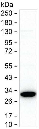 ZFP36 Antibody in Western Blot (WB)