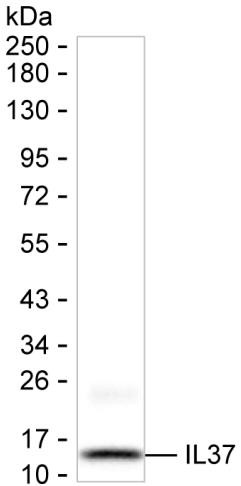 IL-37 Antibody in Western Blot (WB)