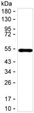 GDNF Antibody in Western Blot (WB)