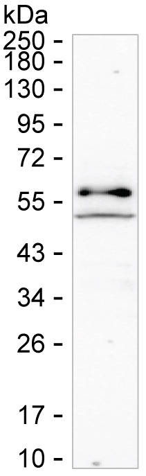 TXK Antibody in Western Blot (WB)