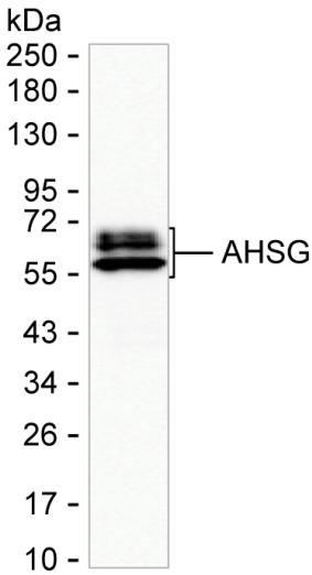 Fetuin A Antibody in Western Blot (WB)