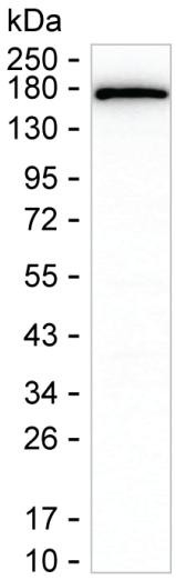 COLEC12 Antibody in Western Blot (WB)