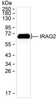 Lrmp Antibody in Western Blot (WB)