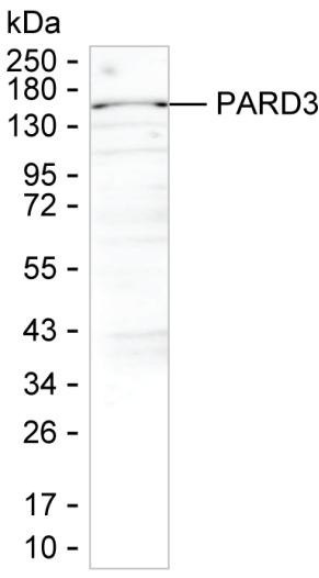 PARD3 Antibody in Western Blot (WB)