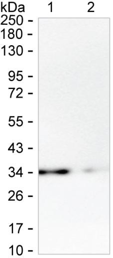 HNMT Antibody in Western Blot (WB)