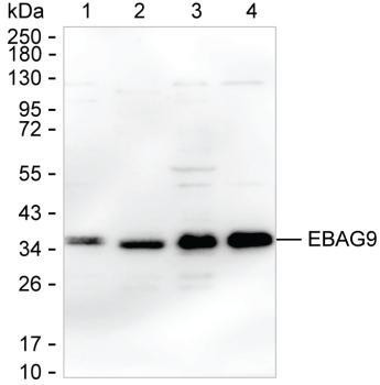 RCAS1 Antibody in Western Blot (WB)