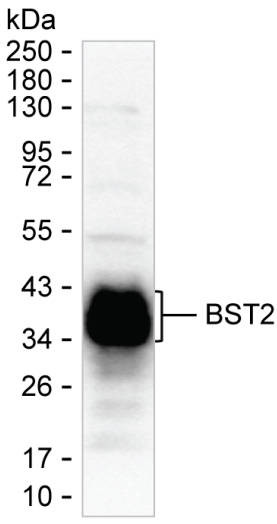 BST-2 Antibody in Western Blot (WB)