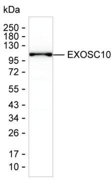 EXOSC10 Antibody in Western Blot (WB)