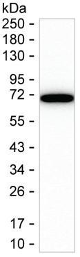 DLAT Antibody in Western Blot (WB)